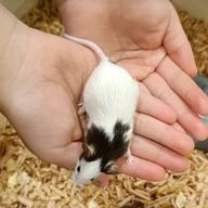 甘乃いちごさんのアイコン画像