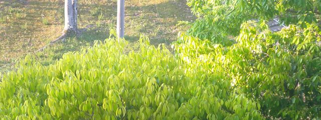 koharuさんの壁紙画像