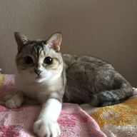 せつさんのアイコン画像