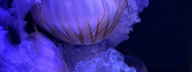 猫好きさんの壁紙画像