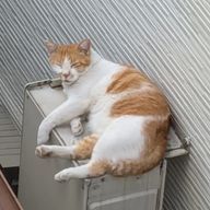 ジェノさんのアイコン画像