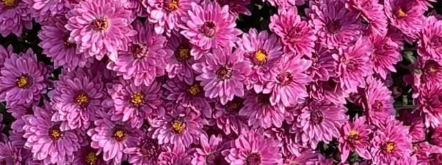 ぱらさんの壁紙画像