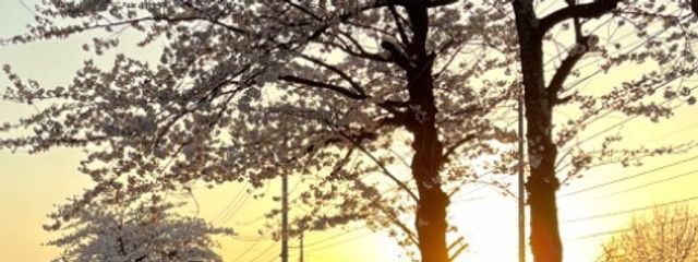 しおきょーだーいさんの壁紙画像