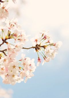 舞い散る季節に君へ捧ぐ。