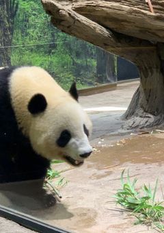 人生は何か考える(パンダは関係ありません)