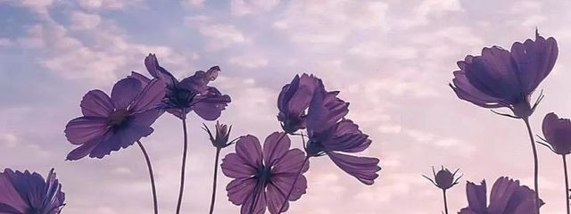桜 叶     ユ ズ ハ 🎐      さんの壁紙画像