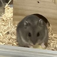 ひまたまさんのアイコン画像