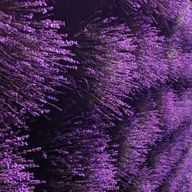 ririnさんのアイコン画像