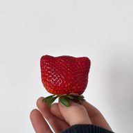 Fさんのアイコン画像