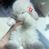 いちごちゃんさんのアイコン画像