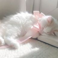 めうちゃぽさんのアイコン画像