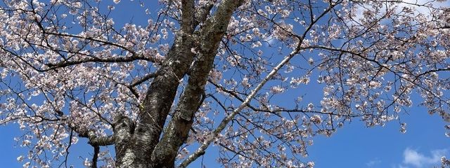 saya 🍀🧸🎤｜🍓🎀💞さんの壁紙画像