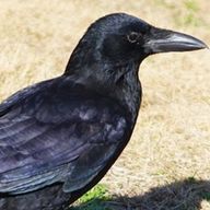 カラスのカラス🫠さんのアイコン画像
