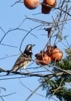 プロジェクトセカイ・グローバルワールド