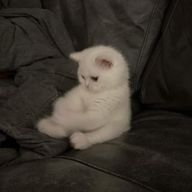 朔 .さんのアイコン画像