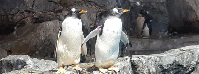 月夢Rui　@フォロバ確定　【七芒星所属】さんの壁紙画像