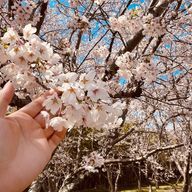 桜涙さんのアイコン画像