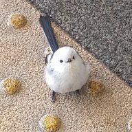 るんさんのアイコン画像