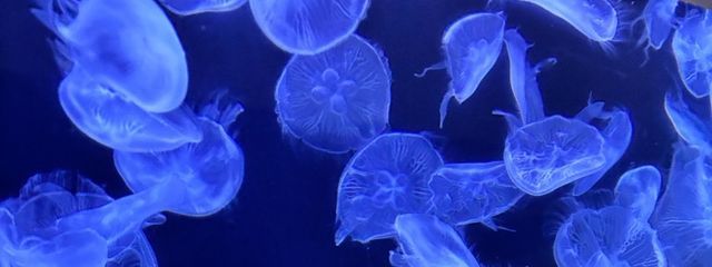 人間さんの壁紙画像