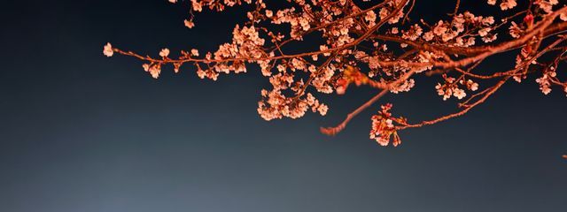 渢藍さんの壁紙画像