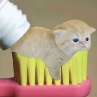ぽむさんのアイコン画像