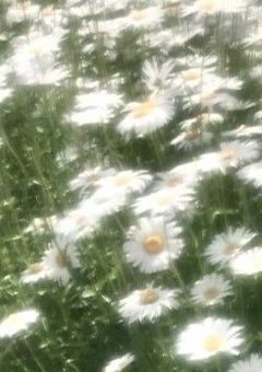 シャルフェイとヒーローアカデミアするお