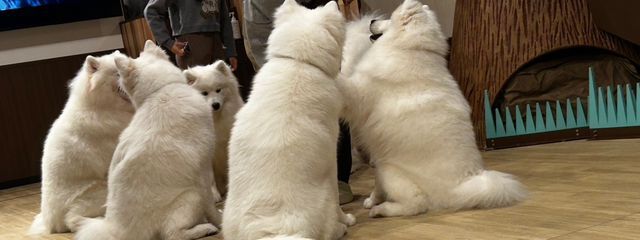 meiさんの壁紙画像