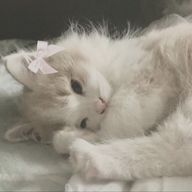 rururuさんのアイコン画像