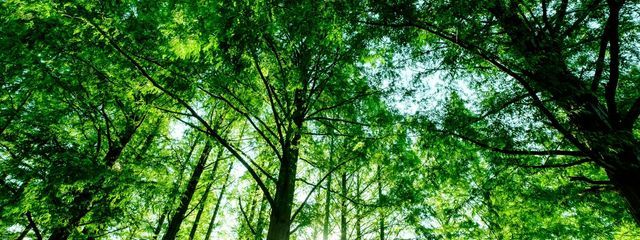 金髪ゴリラ(バカ)さんの壁紙画像