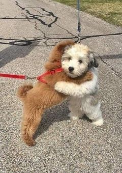 主