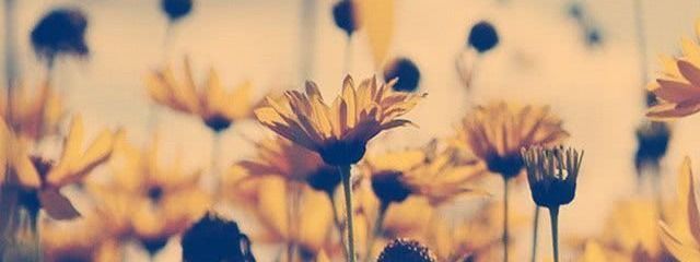 ましゅまろさんの壁紙画像