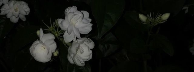 茉。さんの壁紙画像