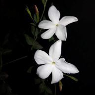 茉。さんのアイコン画像