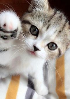人になった猫に襲われそうです(  '-' )【shp】