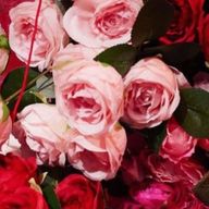 miyaさんのアイコン画像