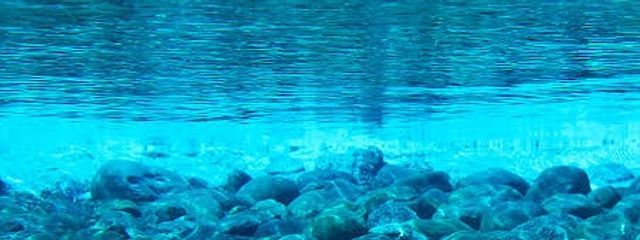 海中クラゲさんの壁紙画像