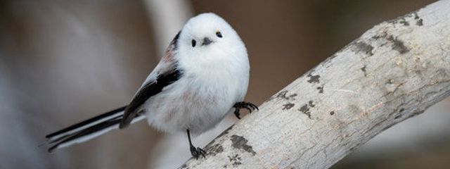 ♡虜♡ さんの壁紙画像