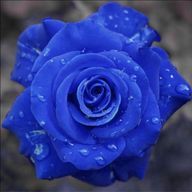 Blueroseさんのアイコン画像