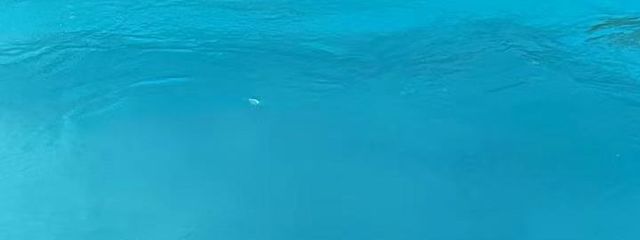 甘っ茶さんの壁紙画像