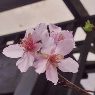 春楓さんのアイコン画像