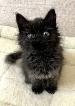 猫にまたたび