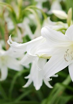 あの花が咲く丘で、君とまた出会えたら。