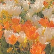 ほーさんのアイコン画像