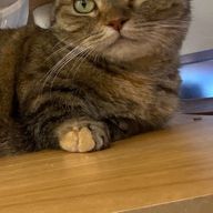 猫に生まれたかった人さんのアイコン画像