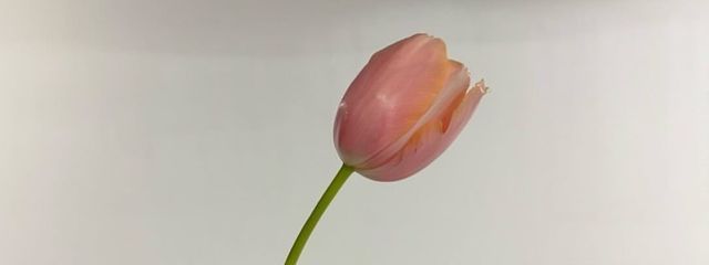 涙 袋 。さんの壁紙画像