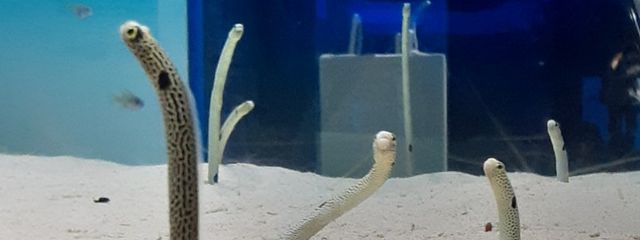 ことりこ。さんの壁紙画像