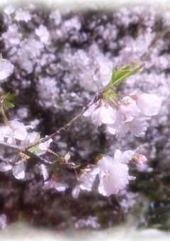 sxxn桃様 生誕記念小説 2025ver