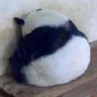 тёаʅ(｡Ő౪Ő｡)ʃさんのアイコン画像