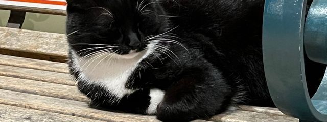 もーもーさんの壁紙画像