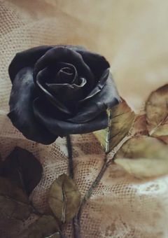 黒薔薇